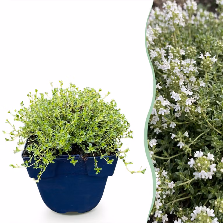 Thymus praecox Albiflorus - Timo rampicante bianco - Profumato - Bianco - 15-25cm - Ø11cm - Pianta da giardino