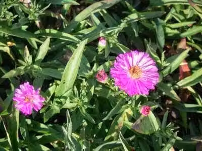 6 x Aster dum. anneke' - Astro autunnale - Vaso 9 x 9 cm