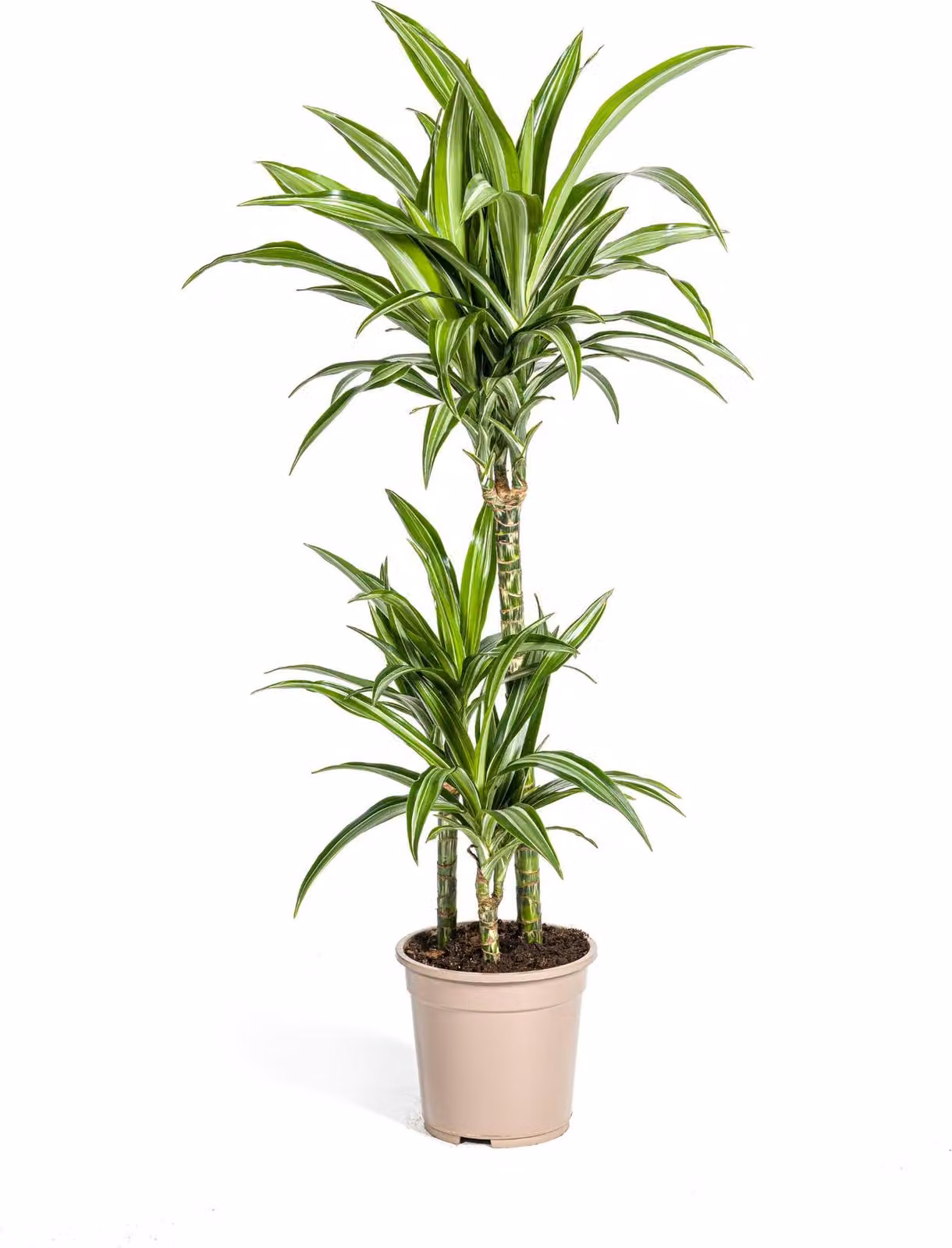 Dracaena Deremensis White Stripe, pianta da appartamento, Ø21cm, 90 - 110cm