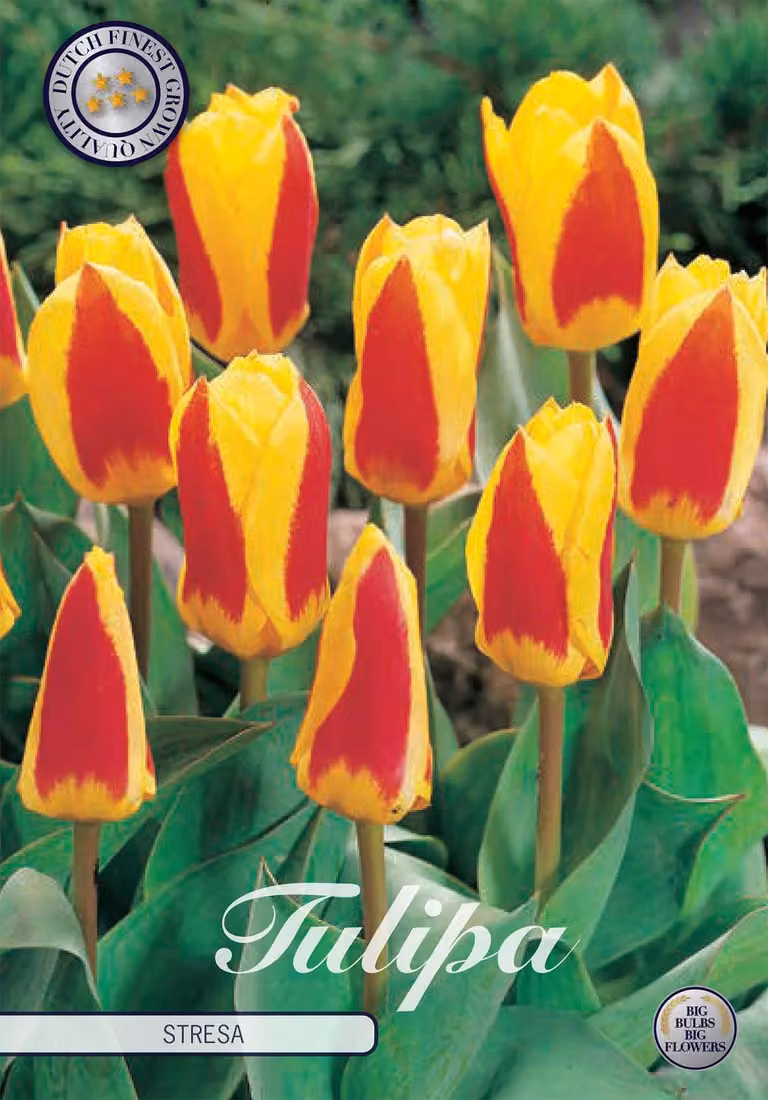 Tulipano Stresa (7 pezzi) | Bulbi di tulipano di Sam van Schooten