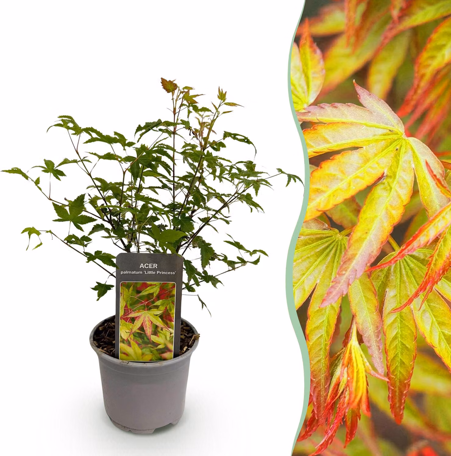 Acer palmatum Little Princess - Verde - Deciduo - Bassa manutenzione - 25-35cm - Ø12cm - Pianta da giardino
