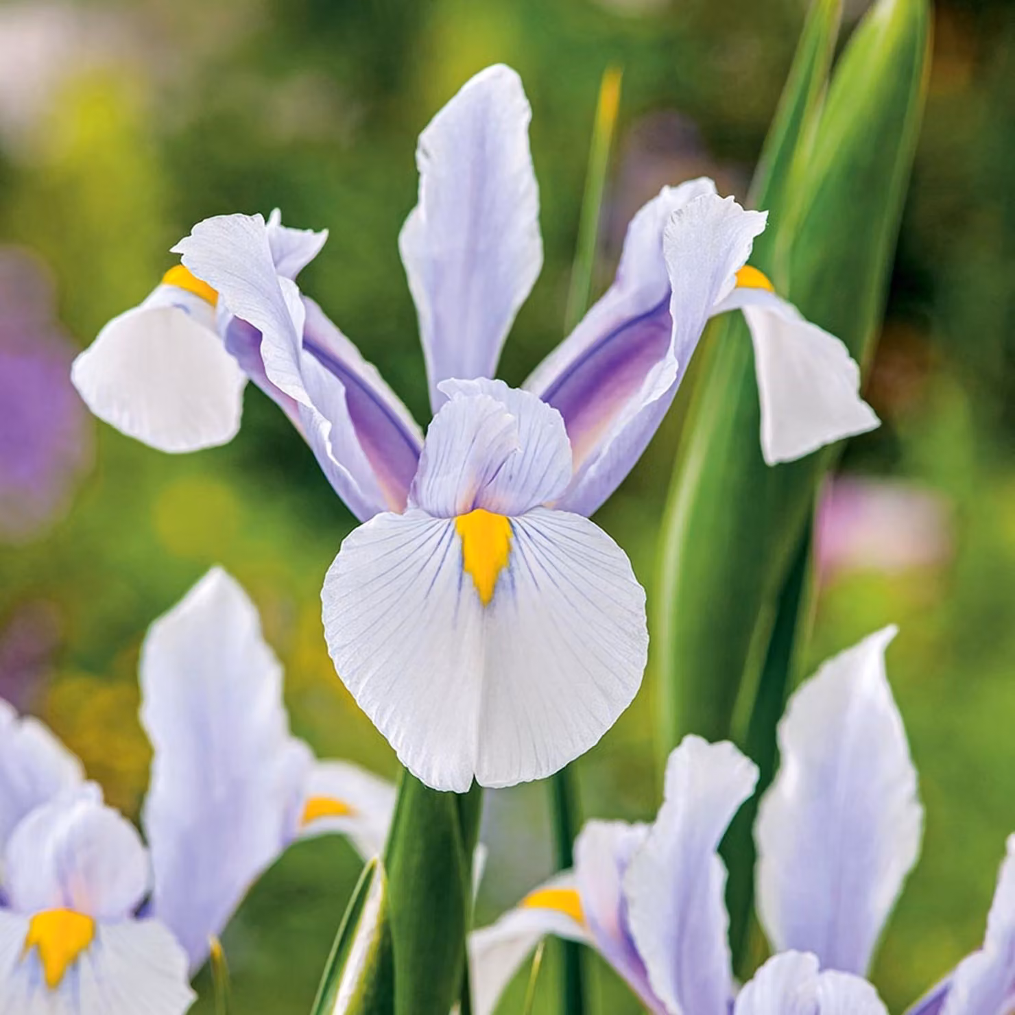 Bulbi da fiore Bulbi da fiore Iris Iris olandese Carmen 10 pz.
