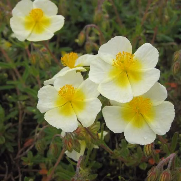 6 piante di Helianthemum 'Elfenbeinglanz' (Sonnenröschen) | Vaso da 9x9 cm