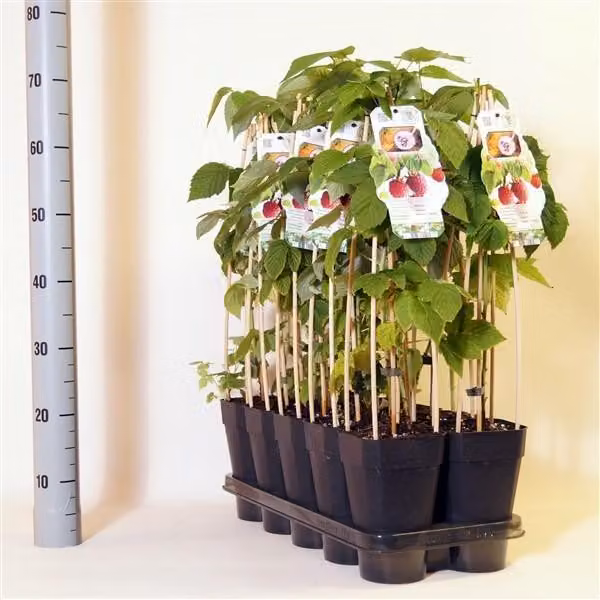 Rubus idaeus 'Autumn Bliss' Lampone di 30 cm