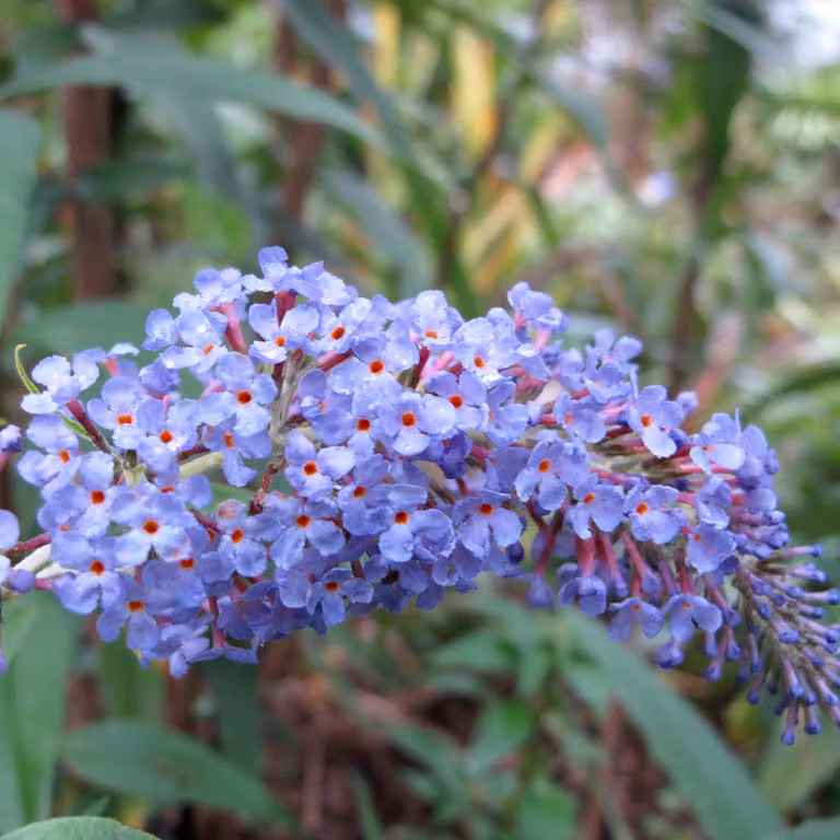 2 cespi di buddleja (Buddleja davidii 'Adonis Blue') | 30-40 cm, in vaso