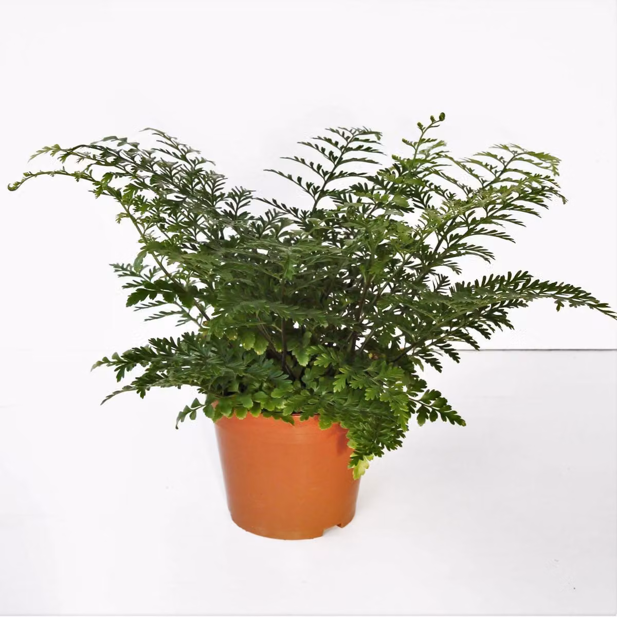 Asplenium 'Parvati' ca. 15 cm - Felce nido - Felce striata - Pianta verde