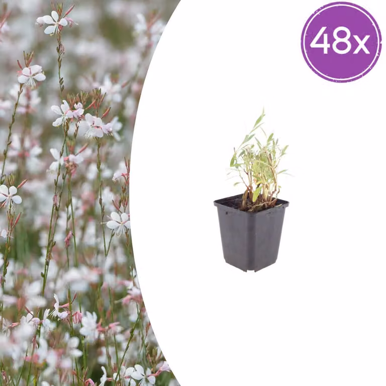 Gaura lindheimeri | 48 pezzi - 10-25cm - Ø9cm - Pianta da giardino