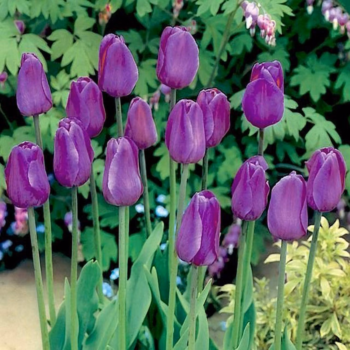 Tulipani Bulbi Fiori Tulipani viola 5 pz.
