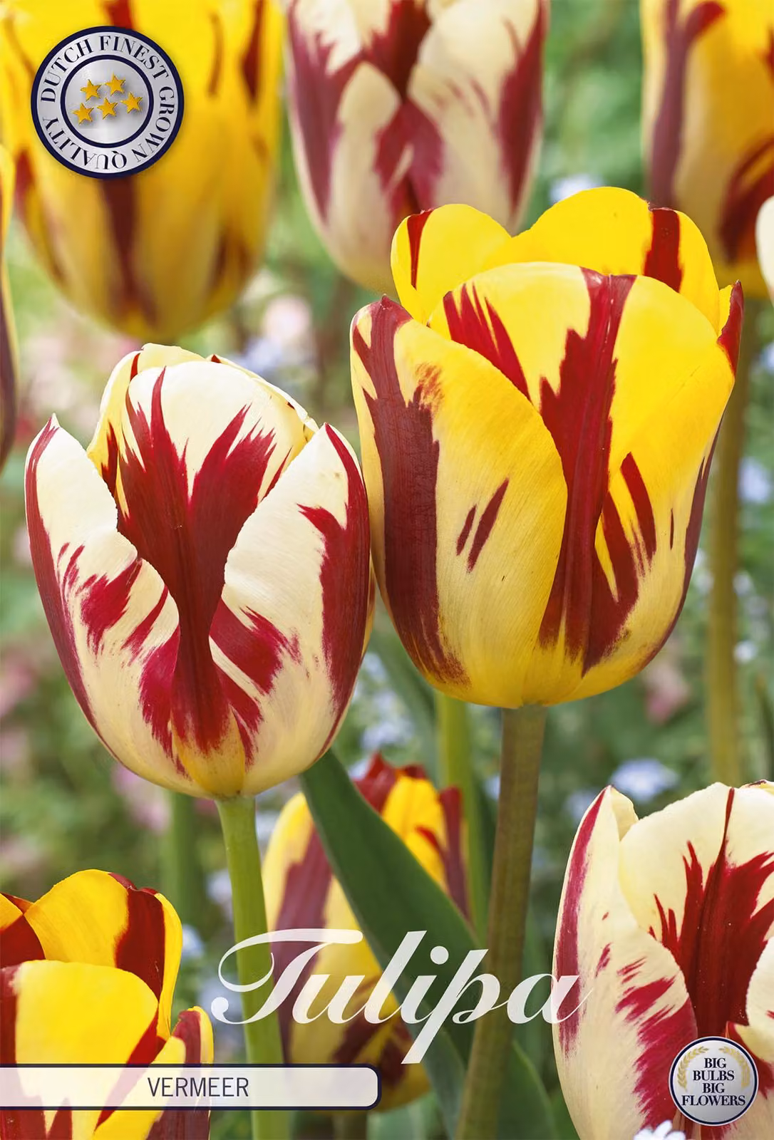 Tulipano Vermeer (10 pezzi) | Bulbi di tulipano di Sam van Schooten