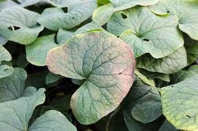 6 x Brunnera sibirica - Nontiscordardime del Caucaso - vaso 9 x 9 cm