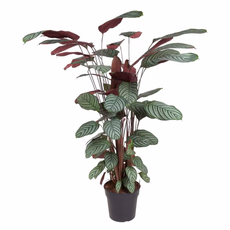 Calathea Oppenheimiana - 140 Cm - Ø27