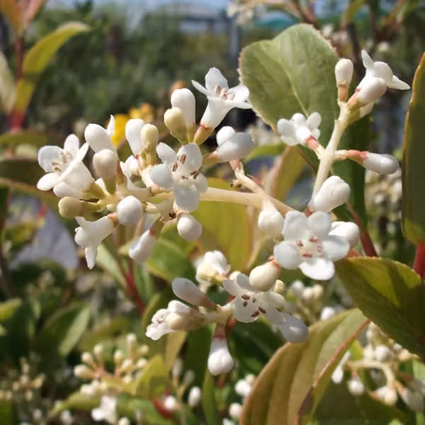 Schneeball - Viburnum hillieri 'Winton' | 30-40 cm in vaso