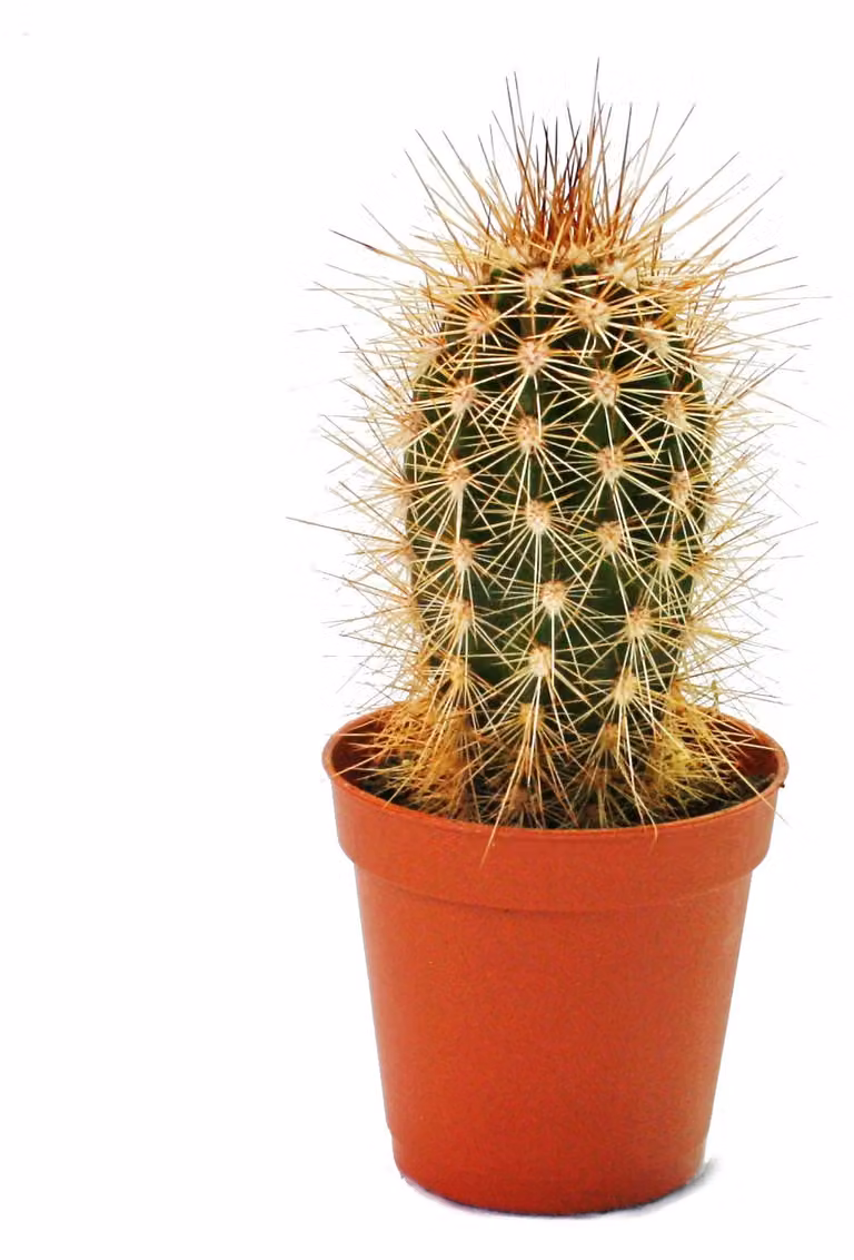 Pachycereus pringley - piccola pianta in vaso da 5,5 cm