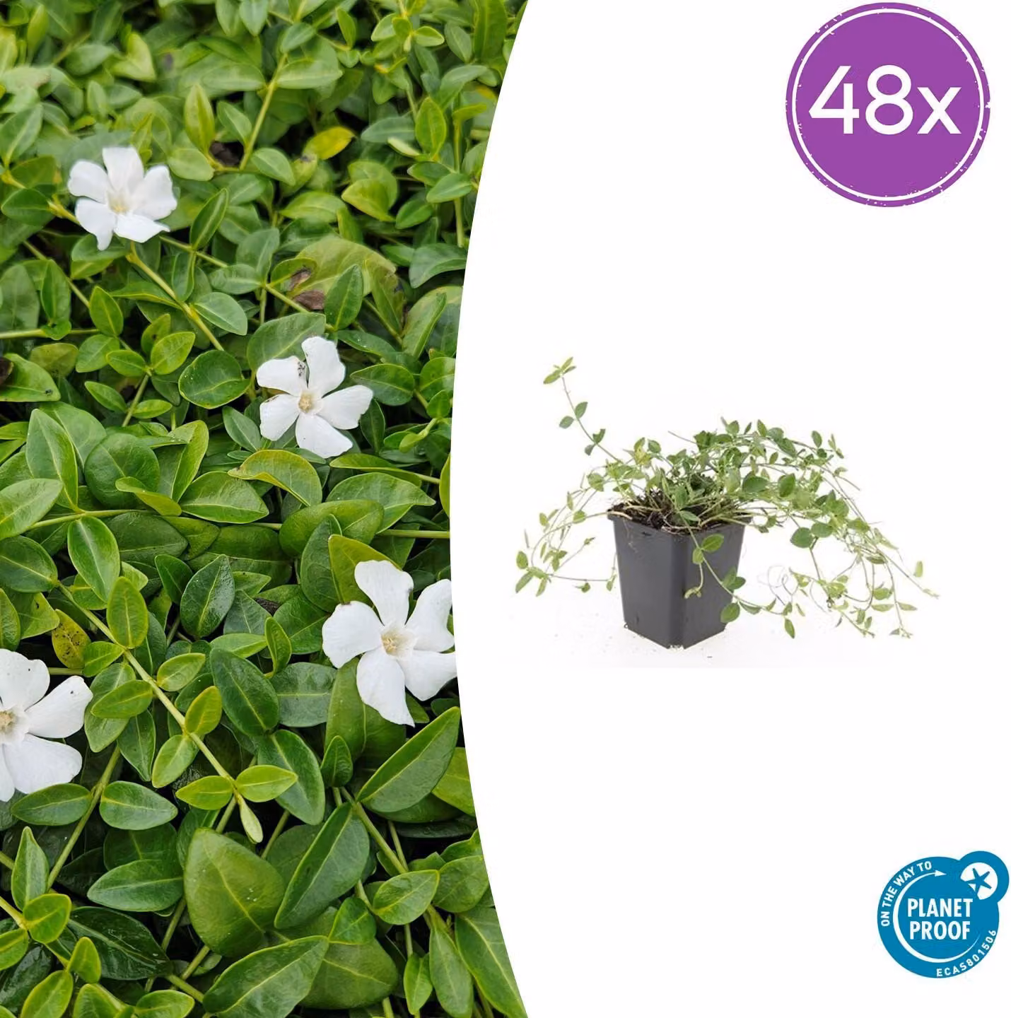 Vinca minor 'Gertrude Jekyll' | 48 pezzi - 10-25cm - Ø9cm - Pianta da giardino