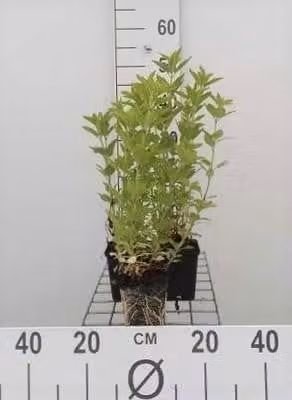 6 x Lysimachia punctata - Pennywort - vaso 9 x 9 cm
