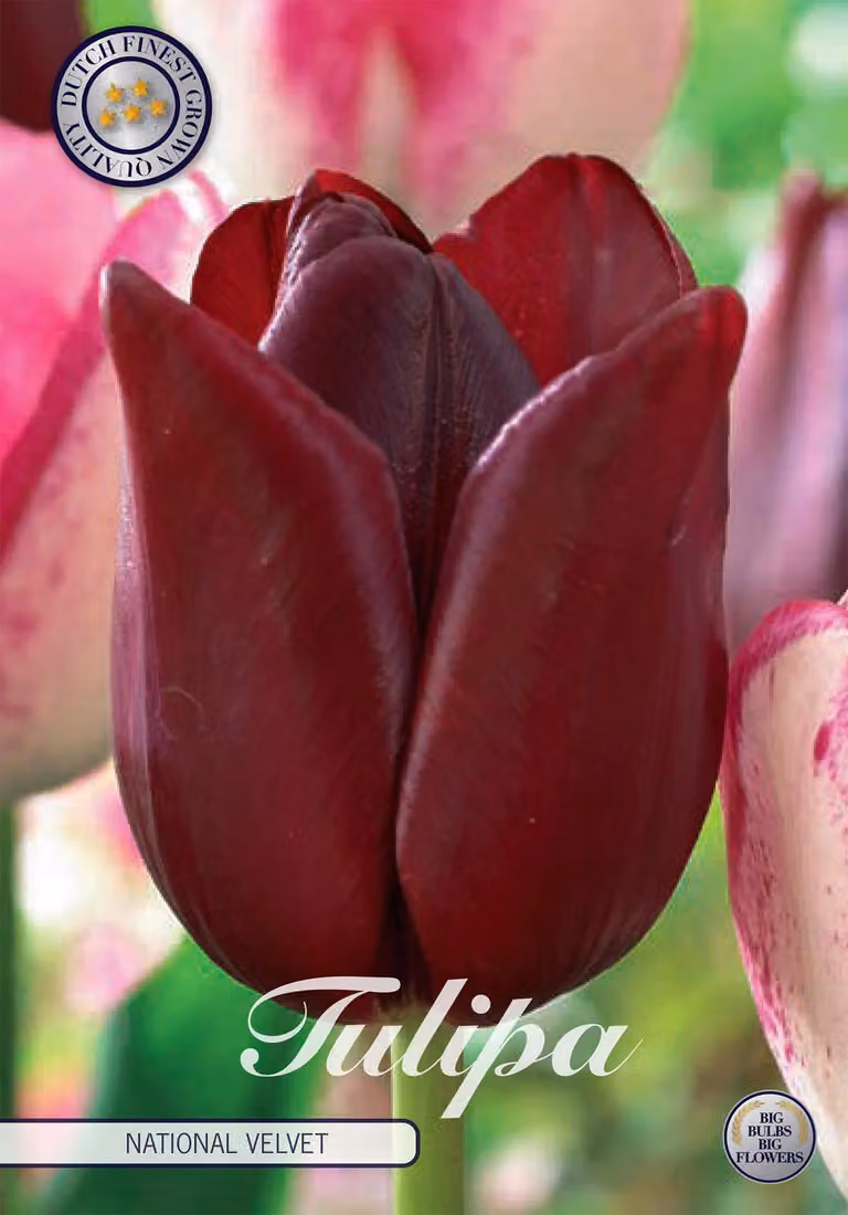 Tulipano National Velvet (7 bulbi) | Bulbi di tulipano di Sam van Schooten