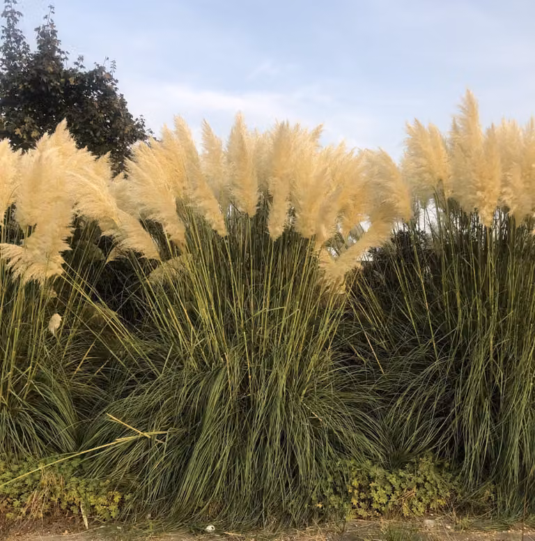 6 x Cortaderia selloana - P9 - Pampasgras im 9 x 9 cm topf