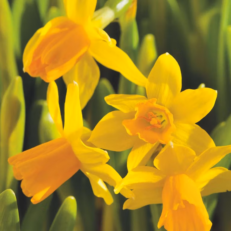 Bulbi di narciso - Narcissus Tête-à-Tête - Resistenti al freddo, perenni - 50 pezzi - Diametro 10/12 cm