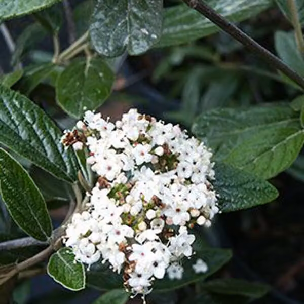 Prager Schneeball - Viburnum 'Pragense' | 60-80 cm, in vaso