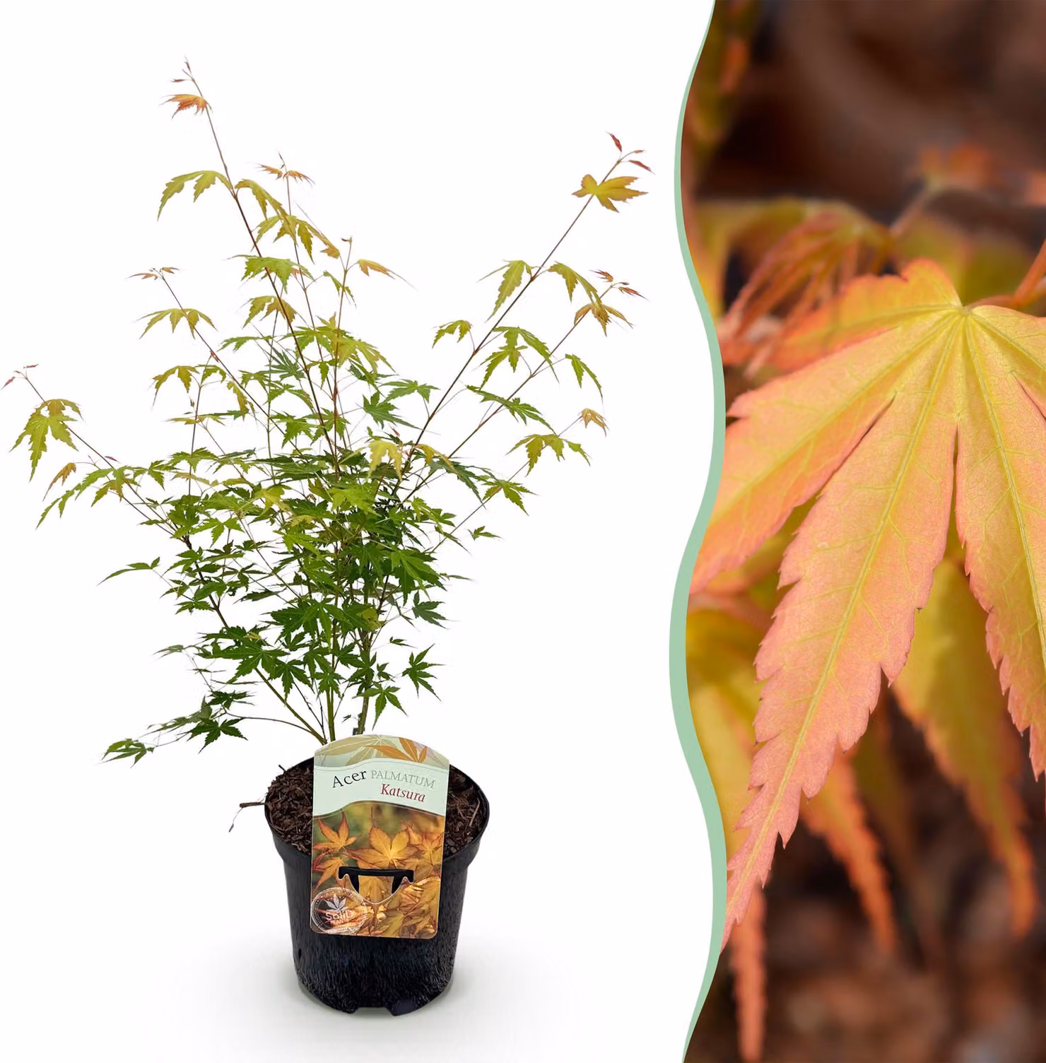 Pianta da terrazzo - Acero giapponese - Acer palmatum Katsura - Arancione - 1 Pianta - Decidua - 60-70cm - Ø25cm - Pianta da giardino