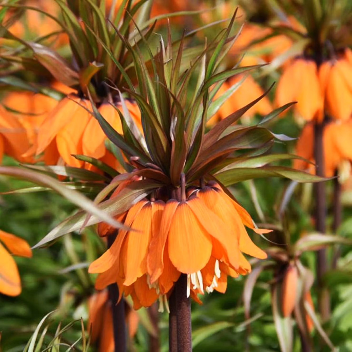 Bulbi da fiore Bulbi da fiore Fritillaria Chess Flower Sunset 1 pz.