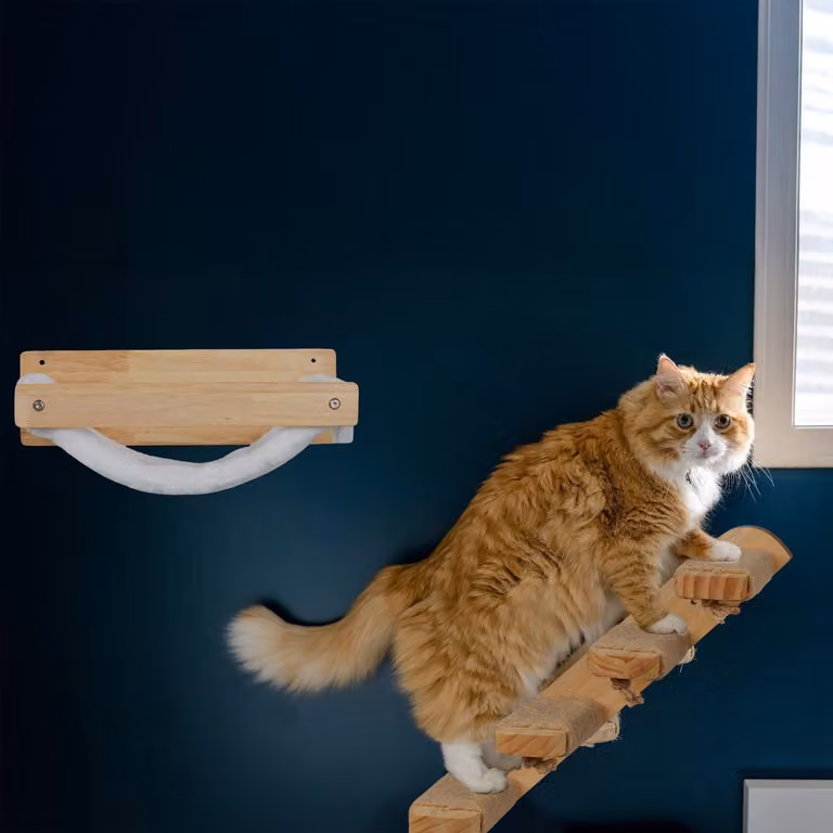 Scale a muro per gatti: 4 gradini per arrampicarsi e graffiare