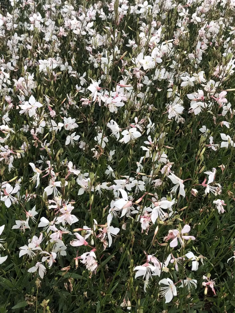 6 x Gaura lindh. 'Short Form' (= oenothera lindh.) - Prachtkerze - Topf 9x9 cm