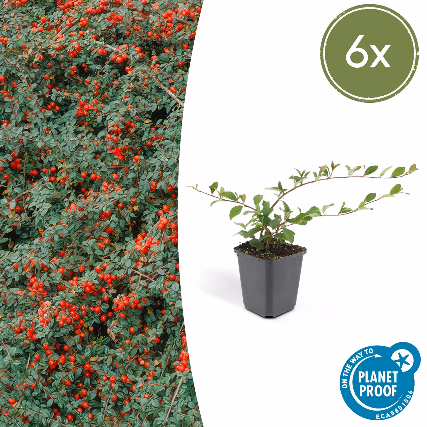 Cotoneaster dammeri 'Major' | 6 pezzi - 10-25cm - Ø9cm - Pianta da giardino