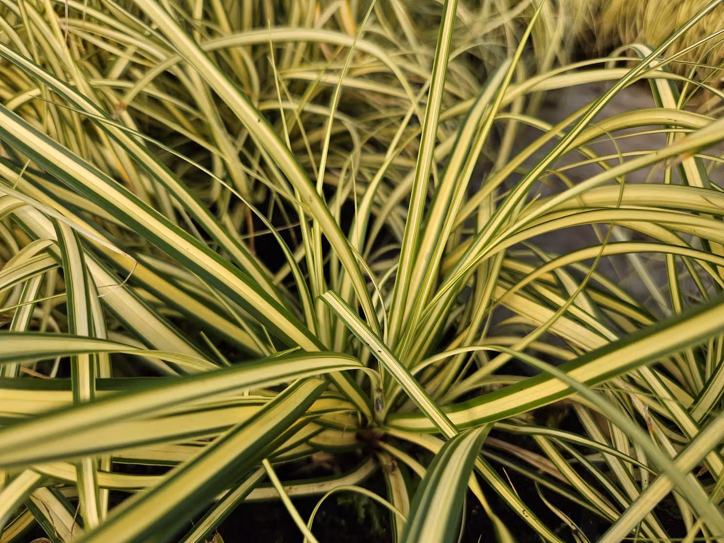 Carex oshimensis 'Evergold' 24 piante 10-25cm Ø9cm Erba ornamentale resistente