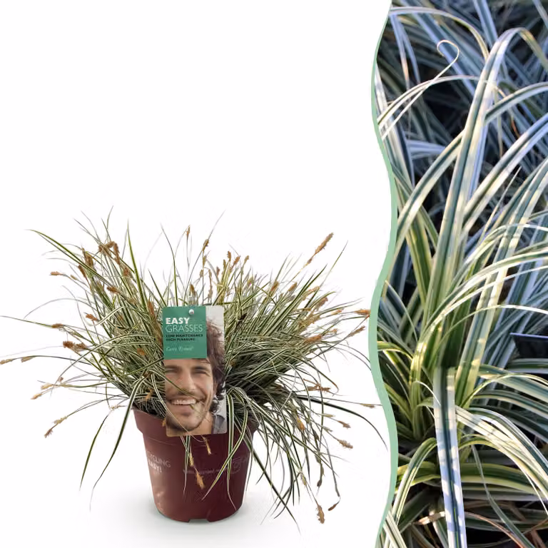 Erbe ornamentali - Carex oshimensis Everest - Bianca e verde - Sempreverde - Difficile da coltivare - 40-50cm - Ø17cm - Pianta da giardino