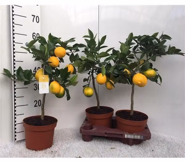 Limone Meyer -Lisa- 30 cm senza frutti Citrus Meyer Lemon