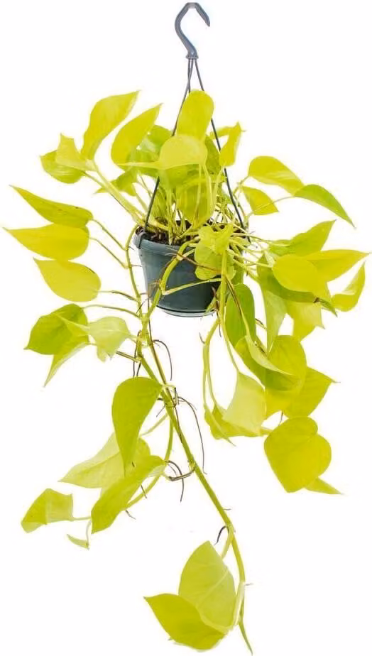 Epipremnum Golden Pothos, Ampel 40-44 cm di lunghezza - Efeutute Pianta rampicante Facile da curare Pianta sospesa Pianta da appartamento
