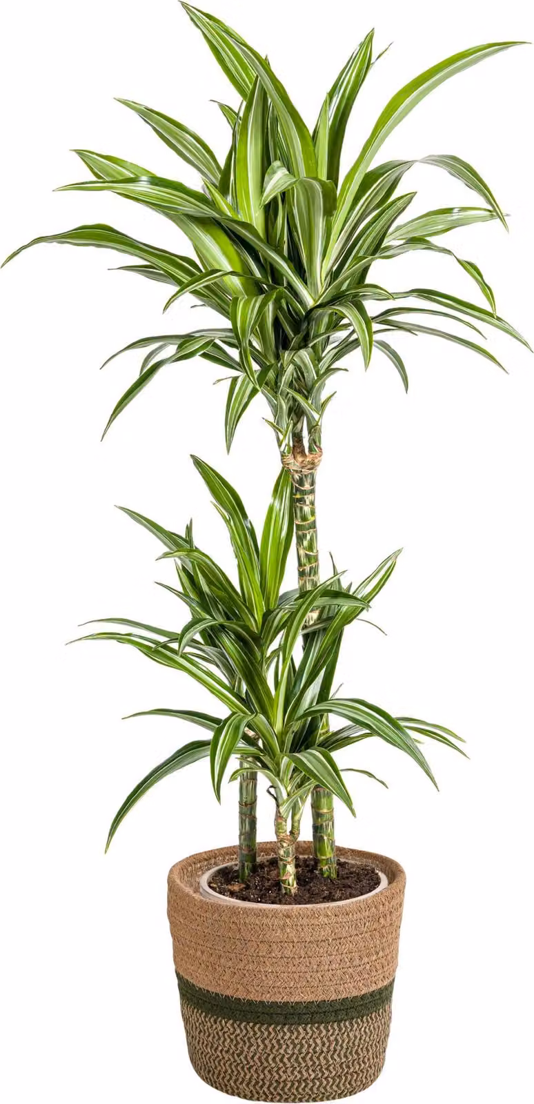 Dracaena Deremensis White Stripe con cesto in vimini - Altezza 90-110cm - Ø21cm