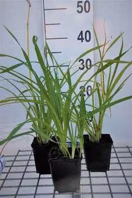 6 x Hemerocallis hybr. 'Aten' - taglilie - Topf 9 x 9 cm