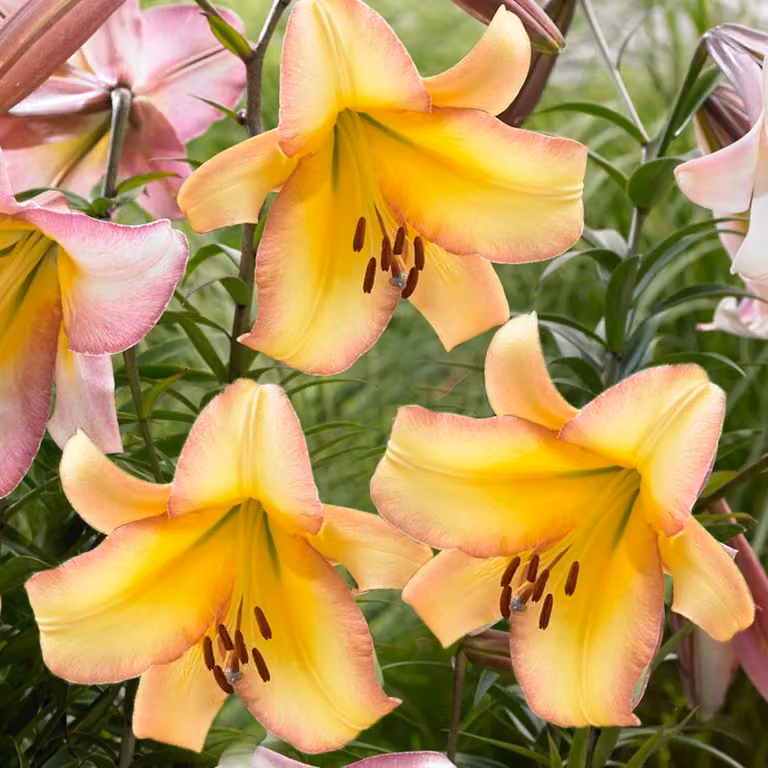 Bulbi di giglio resistenti al gelo, perenni - Giglio "Rising Moon" gigante - 3 bulbi - Bulbi di fiori resistenti al gelo, provenienti dall'Olanda, ideali per il giardino (tuberi grandi, senza semi, non trattati artificialmente)