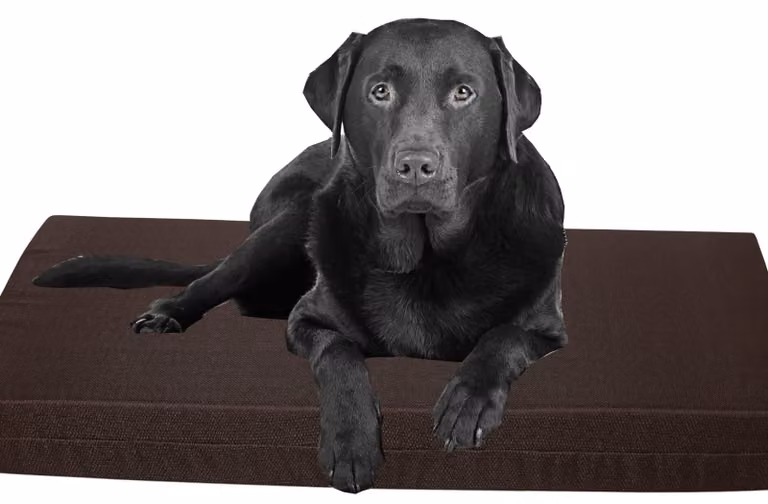 Solidchoice - Cuccia ortopedica per cani realizzata in memory foam