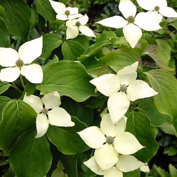 Cornus kousa 'Schmetterling' (Cornus giapponese 'Schmetterling') | 50-60 cm in vaso