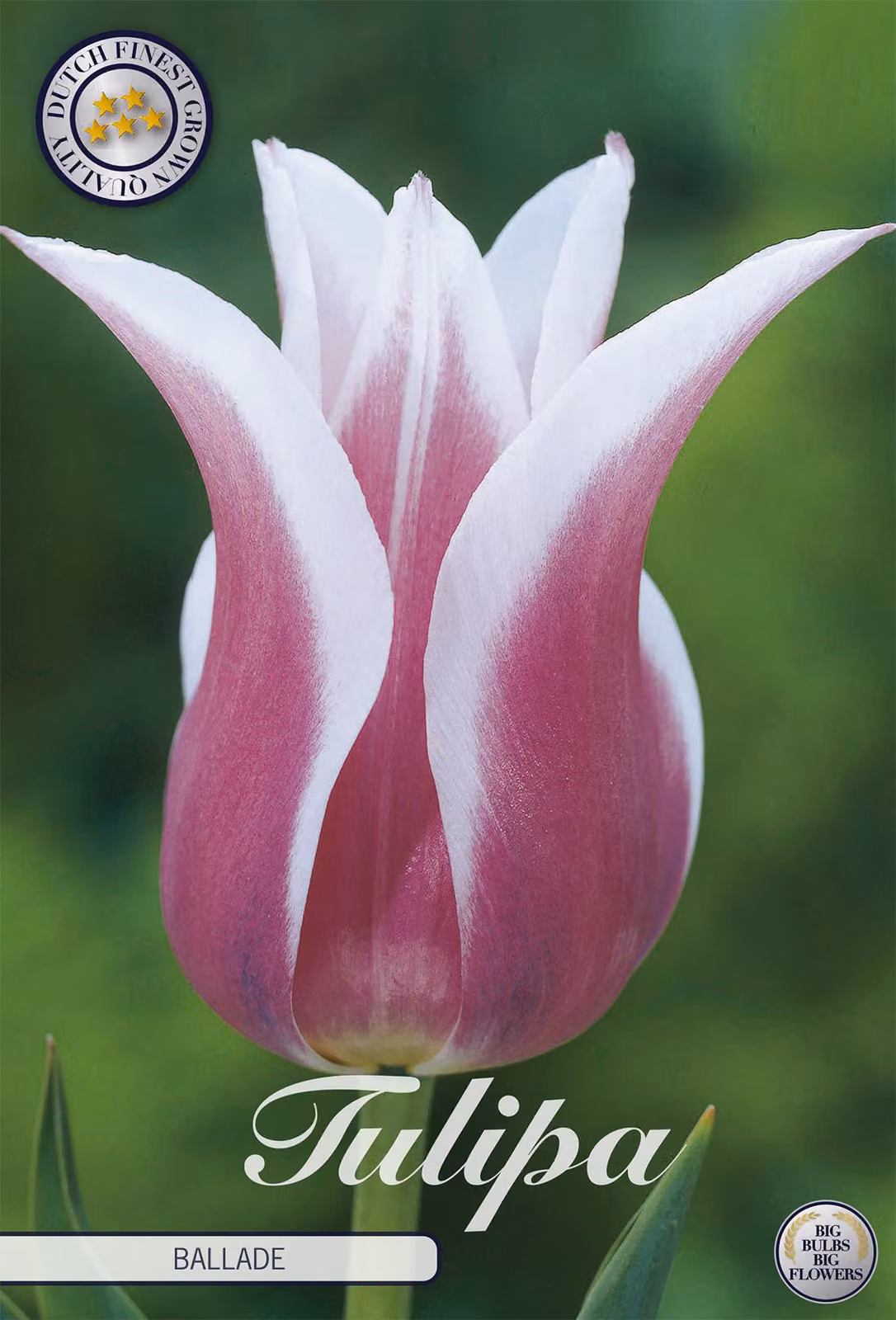 Tulipano Ballade (7 bulbi) | Bulbi di tulipano di Sam van Schooten