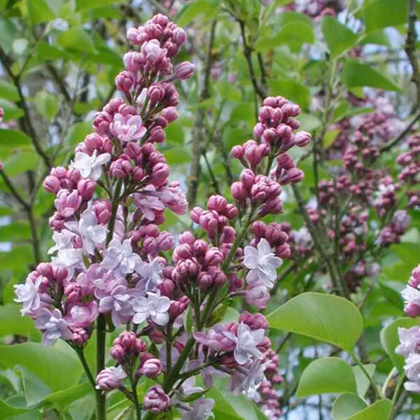 Lillaia comune - Syringa vulgaris 'Michel Buchner' | 60-80 cm, in vaso
