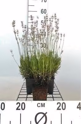 6 x Lavandula ang. rosea' - Lavanda - Vaso 9 x 9 cm