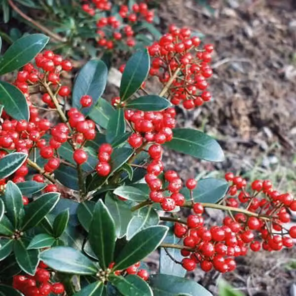 Skimmia giapponese 'Veitchii' | 30-40 cm in vaso