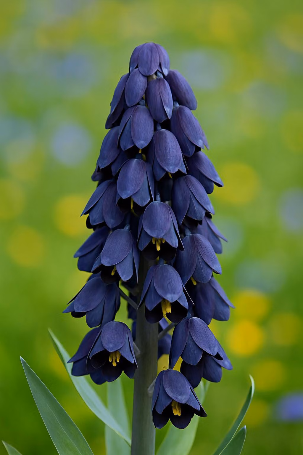 Bulbi di fiori esotici a cuore - Imperial Crown Fritillaria persica viola ( 5 pezzi)
