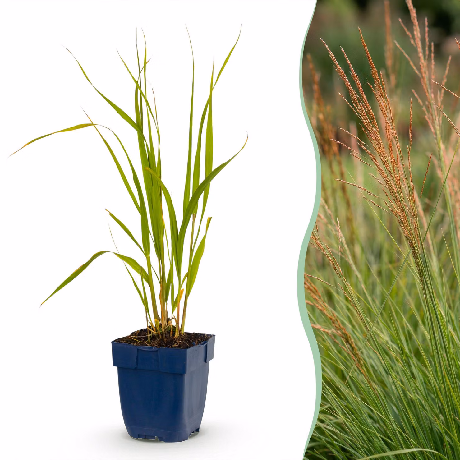 Molinia caerulea 'Heidebraut' - Molinia - Con pannocchia - Verde - 12 piante - 15-25cm - Ø11cm - Pianta da giardino