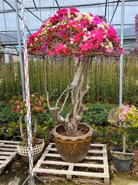 Bougainvillea Vivaio Garden Forest Arbusto Rampicante Multicolore in Vaso per Esterno e Interno