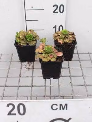 6 x Saxifraga urbium 'Variegata' - sassifraga - vaso 9 x 9 cm