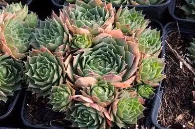 6 x Sempervivum hybr. 'Triste' - Hauswurz - Vaso 9 x 9 cm