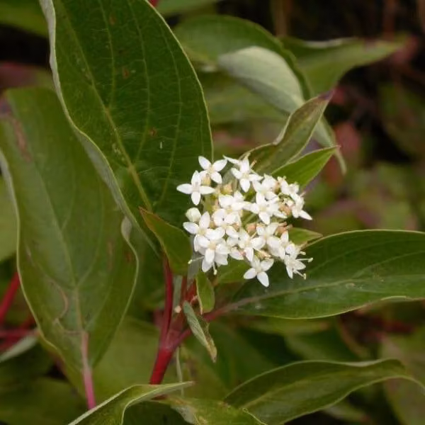 2 piante di *Cornus sericea* 'Kelseyi' (Hartriegel), in vaso, altezza 15-20 cm