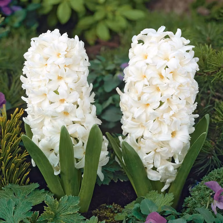 Bulbi di giacinto Bulbi di fiori Hyacinthus Carnegie 10 pz.