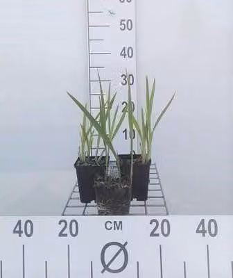 6 x Crocosmia hybr. 'George Davidson' - Crocosmia - Topf 9 x 9 cm
