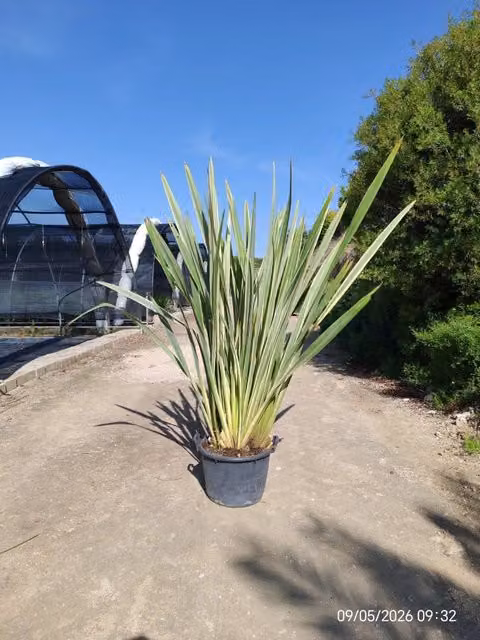 Phormium Tenax Variegatum in vaso da 50 cm di Vivaio Garden Forest, pianta ornamentale perenne verde e bianca per esterno